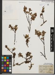 Foto von Salix waldsteiniana Willd.